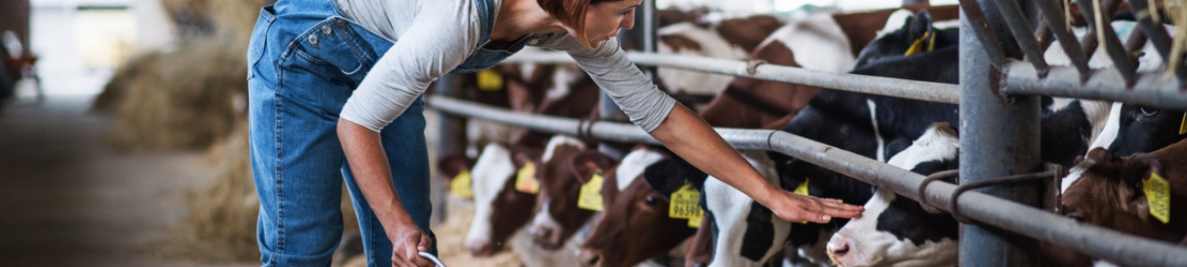 Woman feeding cattle